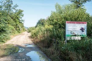 Salvatore Calcagno-0943