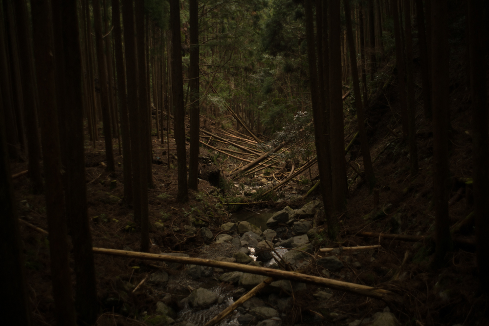 Jap_forests (20 of 20)